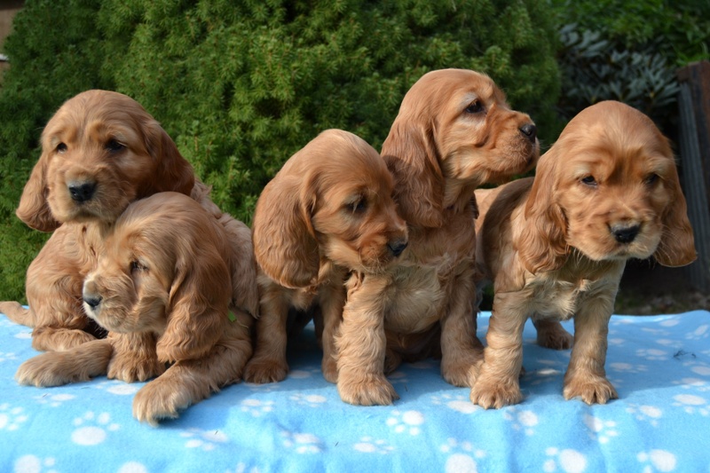 20 - Idol, Icon, Ina, Ira, Iris.JPG